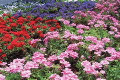 �A�_���g�`���h�����@�J�E���Z�����O