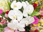 �J�E���Z�����O�@�A�_���g�`���h����